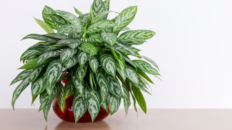 Chinese evergreen in red vase