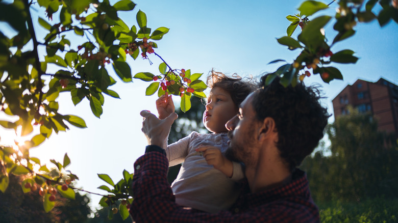 Father pointing out berries to child