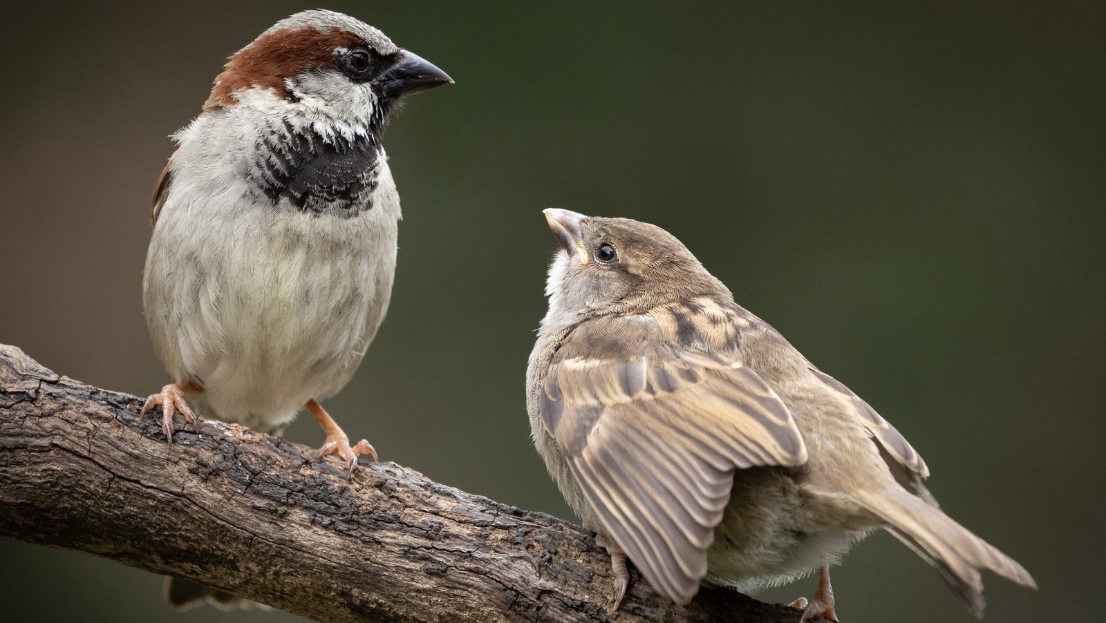 Plant This Tree To Draw Birds To Your Garden