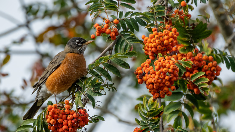 Bird enjoying the berries on an American mountain ash