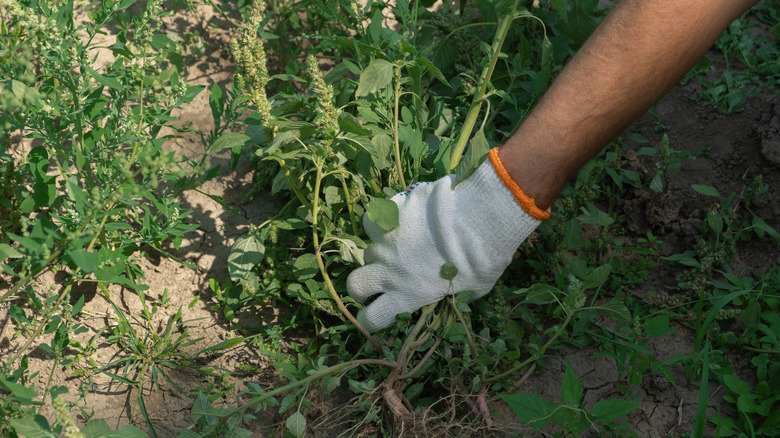 Person removing weeds by hand 