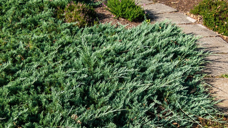 Creeping juniper used as a ground cover 