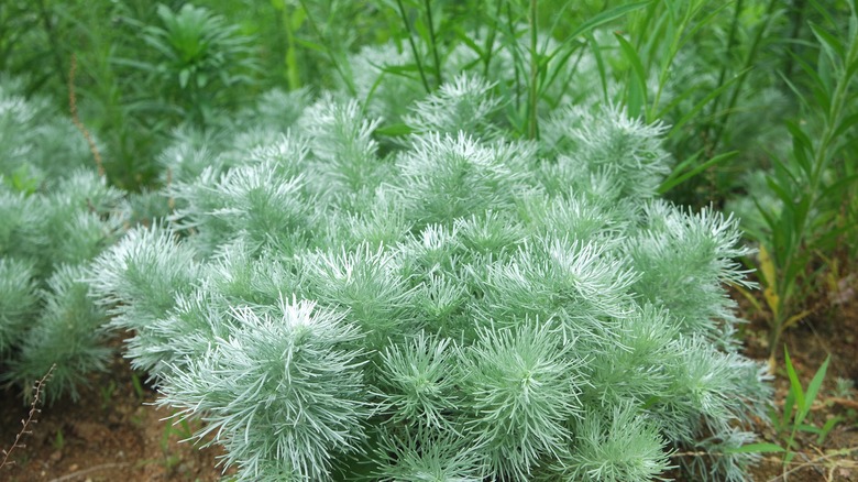 silver mound Artemisia