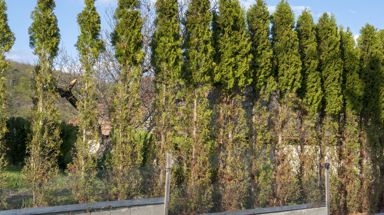 Damaged evergreen trees in row