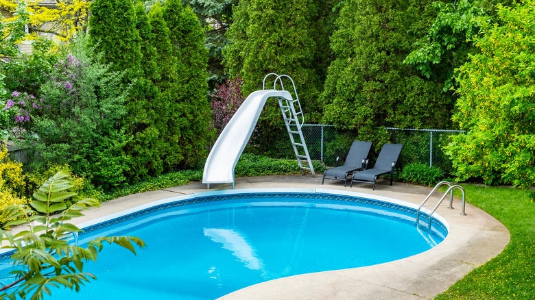 Emerald Green Arborvitae around pool