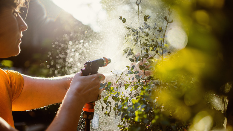 person watering eucalyptus plant 