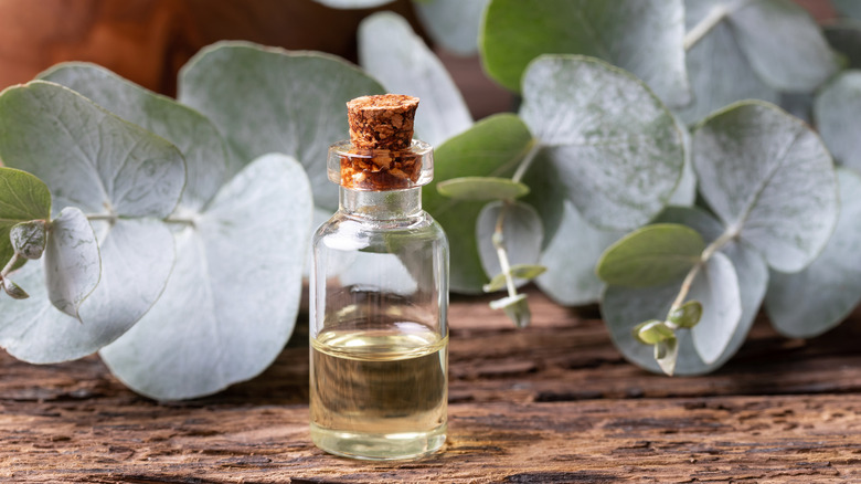 eucalyptus oil