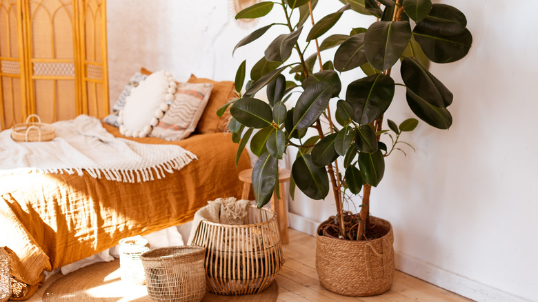 Potted rubber tree in bedroom