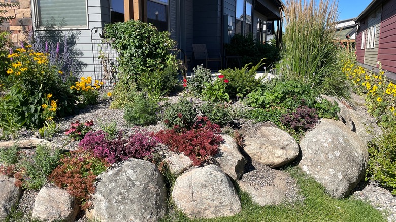 garden rockery full of groundcovers