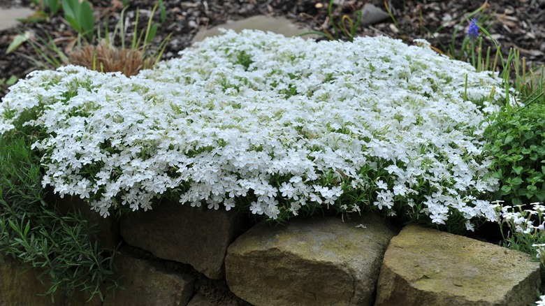 creeping phlox on rock wall