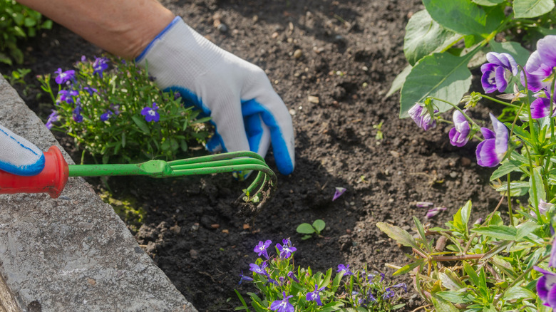 Gardener wearing gloves and using a hand tool is removing weeds from a garden bed.