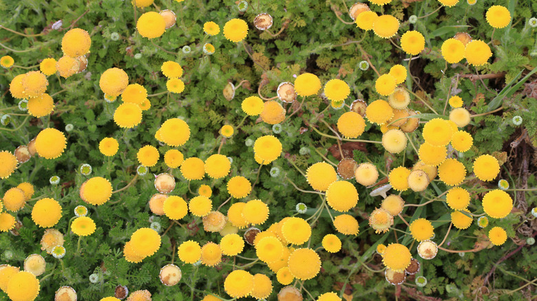 A mass planting of creeping gold buttons ground cover