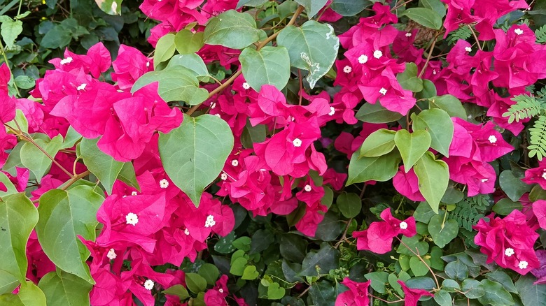 Bougainvillea in full bloom