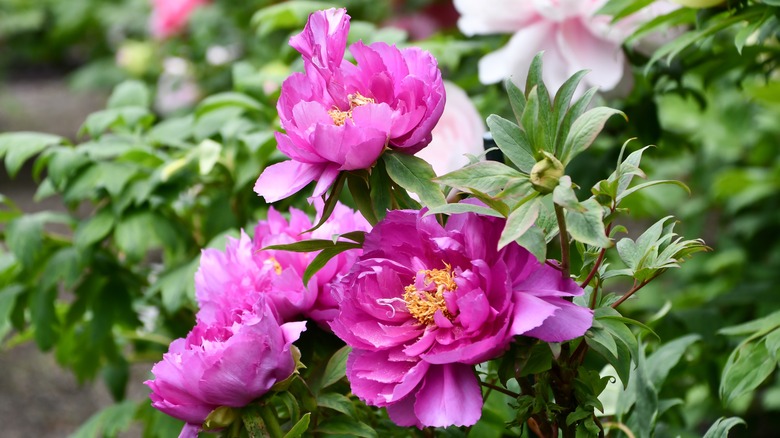 Purple tree peonies 