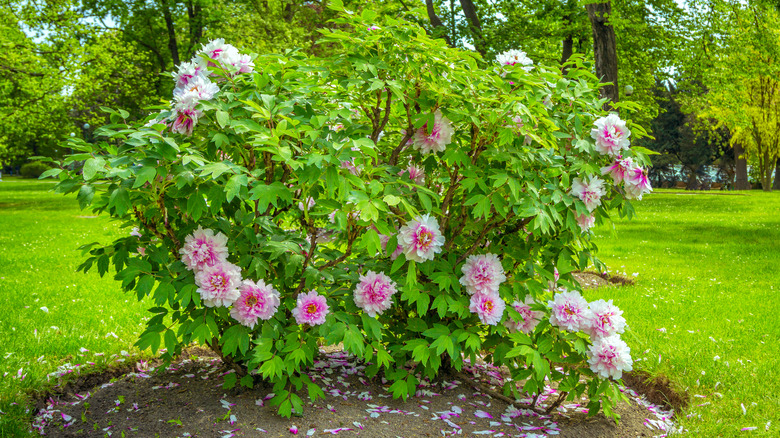 Pink peony shrub