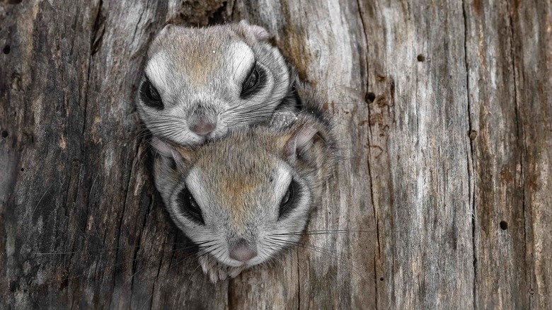 two squirrels in tree hole