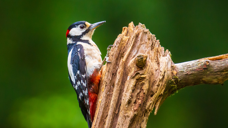 close up woodpecker on stump