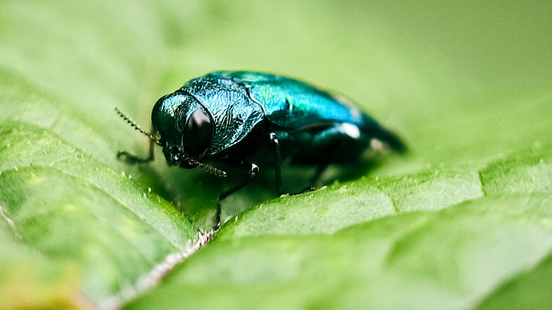 emerald ash borer on leaf