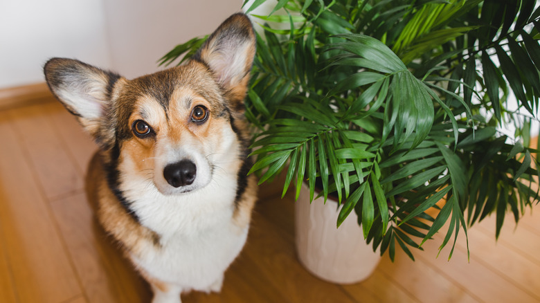 Corgi standing near parlor palm