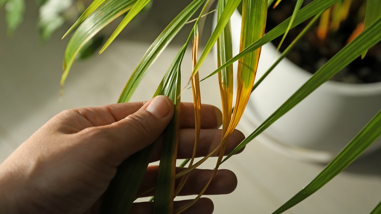 Yellowing indoor palm fronds