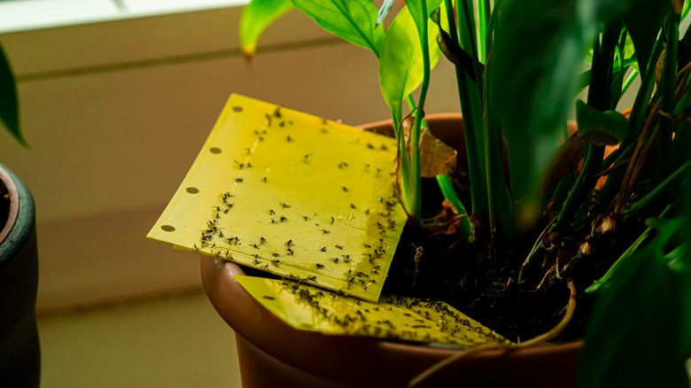 Fungus gnats on trap in houseplant 