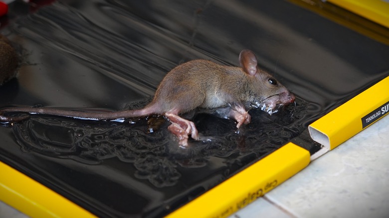 mouse caught on glue trap