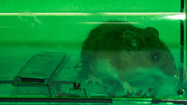 mouse inside humane trap