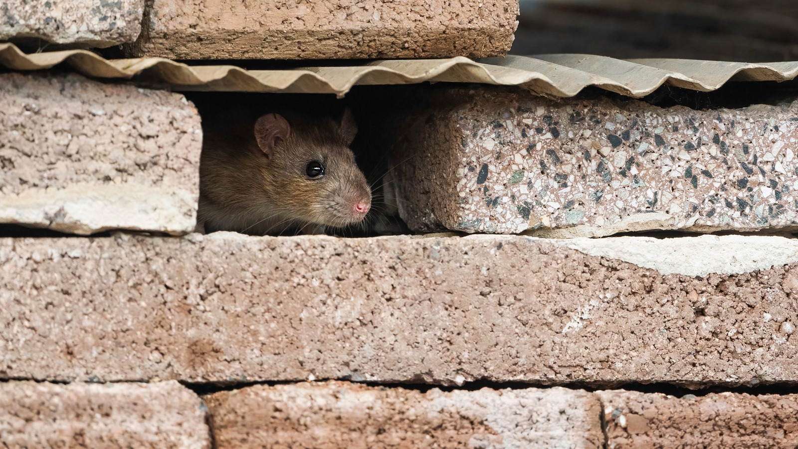 Steel wool against mice, rats and other rodents