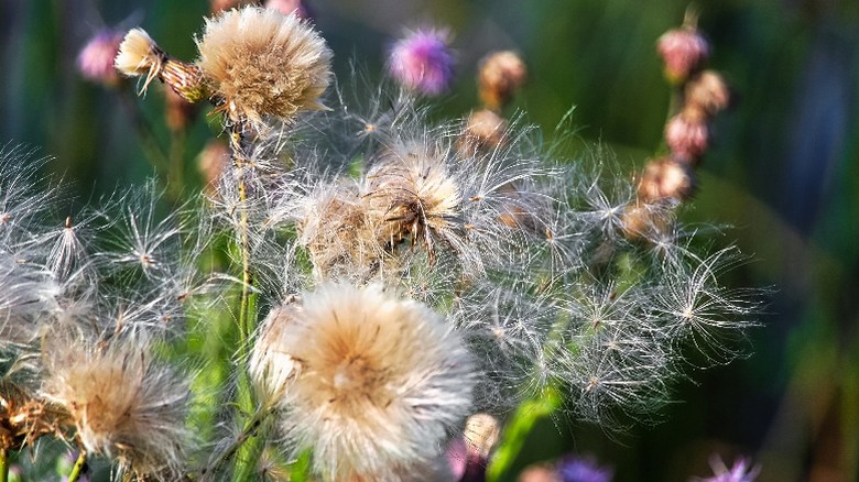 Canada thistle seed plumes