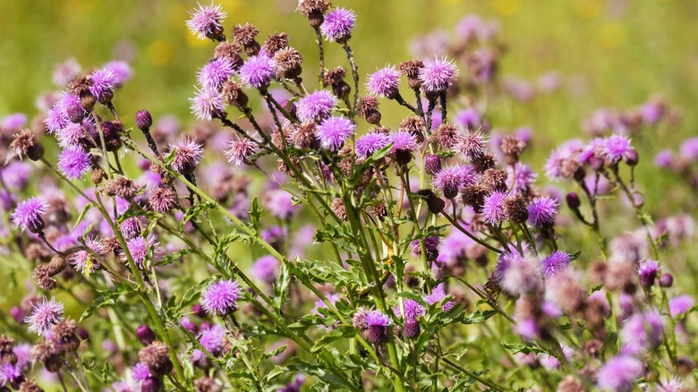 Thick growth of Canada thistle