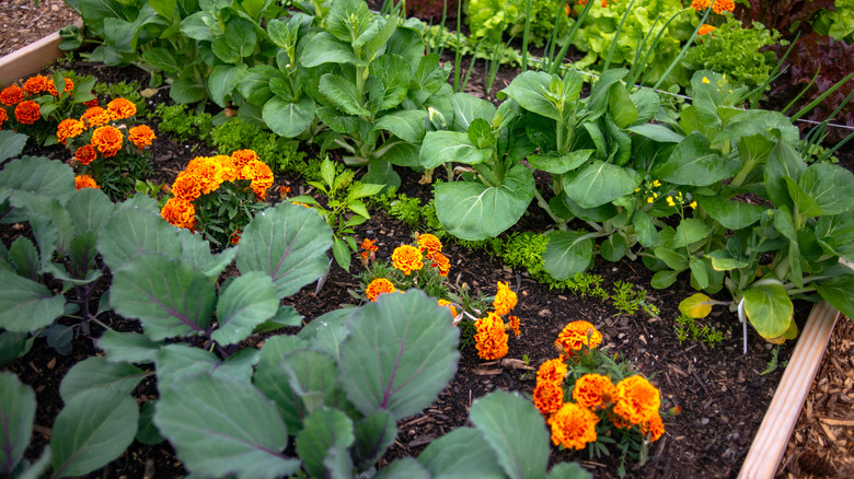 Marigolds in a graden