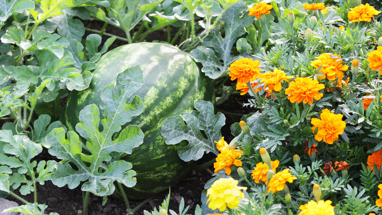 Marigold and watermelon in garden