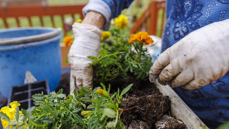 protectively clothed woman planting marigolds