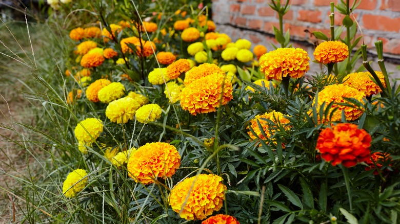 Tagetes petula in the garden