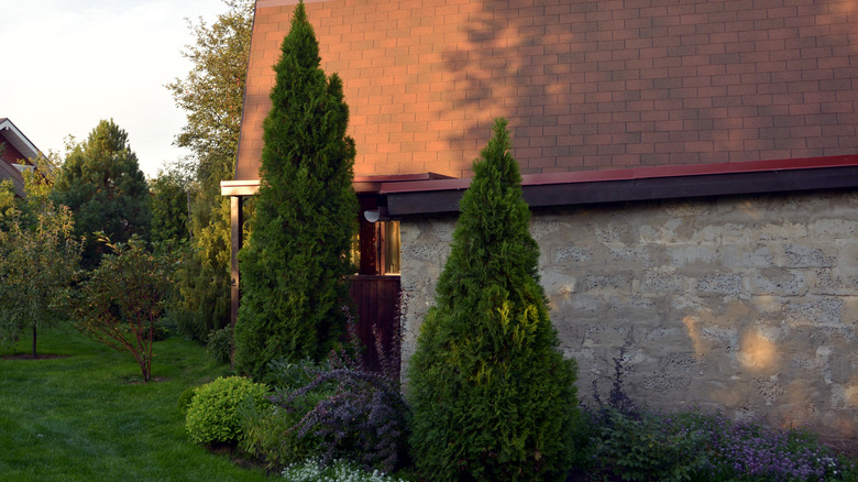 American arborvitae trees in small garden next to house