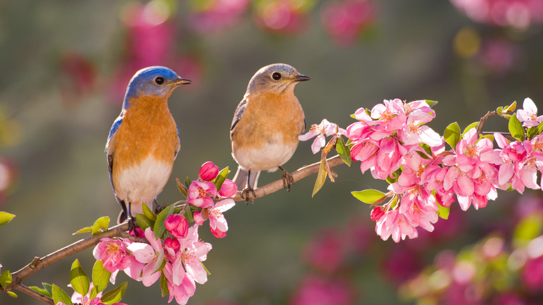 Eastern bluebirds perched on a tree branch