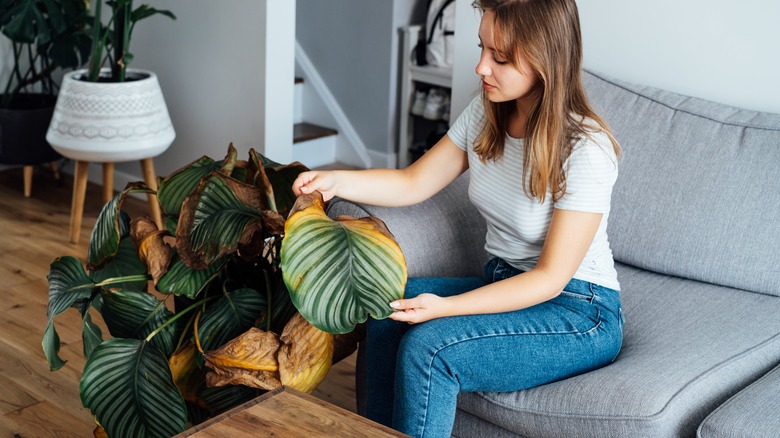 Woman inspecting a dying houseplants