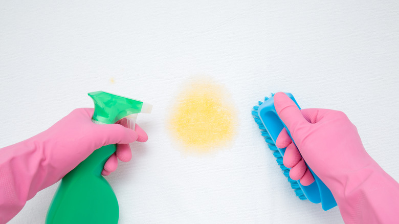 person cleaning urine stain