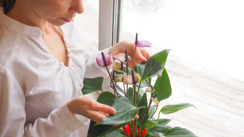 woman touching anthurium leaves