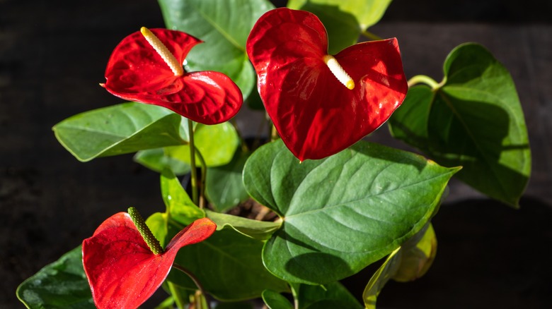 close up of anthurium plant