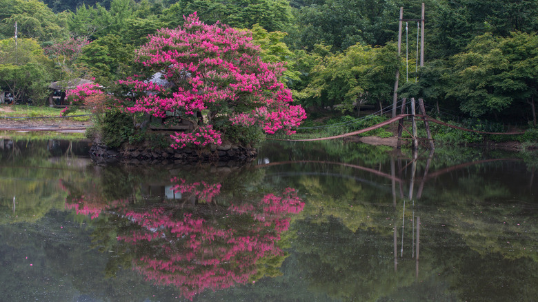 crape myrtle by water