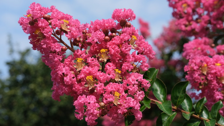 close up of blooming crepe myrtle