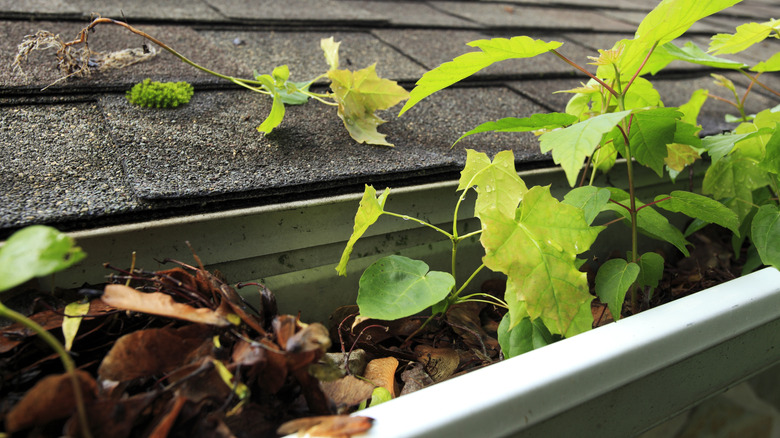 Gutters clogged with leaves and debris