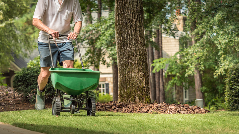 fertilizing the lawn in spring