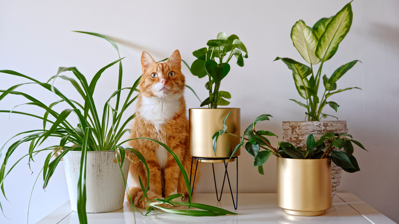 cat sitting with houseplants