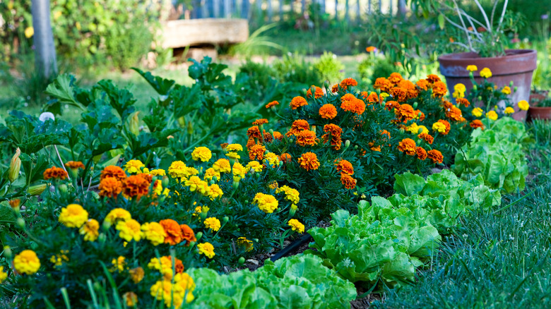 Marigolds planted between rows of vegetables