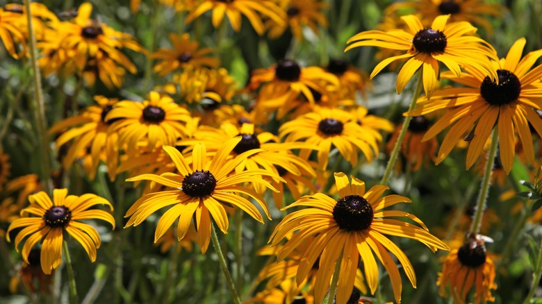 black-eyed Susans in garden