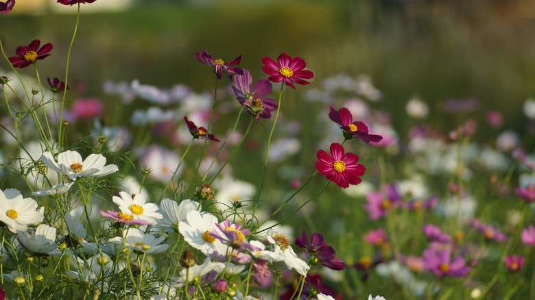 tall pink cosmos blooms