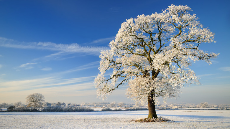 Landscape with frost-covered tree and grass