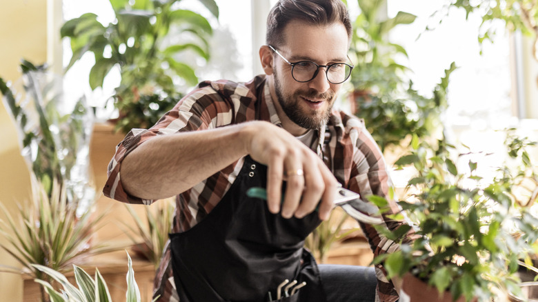 A gardener using pruning shears to take cuttings from a houseplant